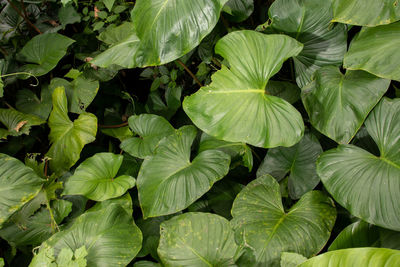 Full frame shot of green leaves