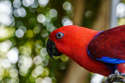 Close-up of parrot perching on branch