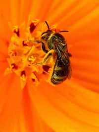 Close-up of bee pollinating orange flower