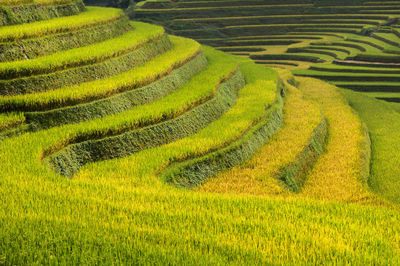 Scenic view of rice field