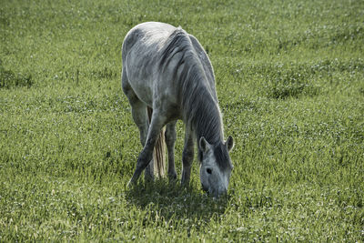 Horse grazing on field