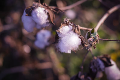 Close-up of insect on plant