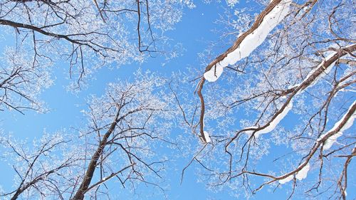 Low angle view of frozen bare trees against blue sky