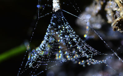 Close-up of wet spider web