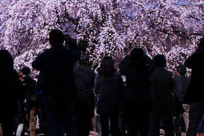 People at park during cherry blossoms