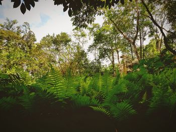 Plants and trees in forest