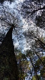 Low angle view of trees against sky