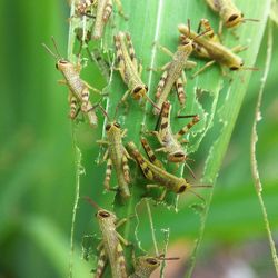 Close-up of ant on plant