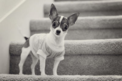 Close-up portrait of dog standing on steps