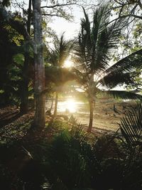 Trees by plants against sky