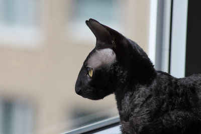 Close-up of a cat looking away