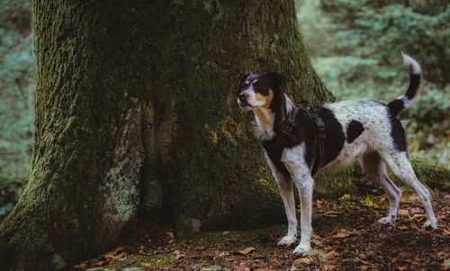 View of a dog on tree trunk