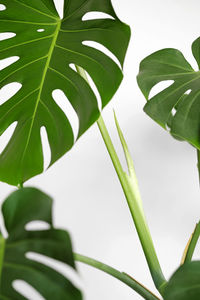 Close-up of green leaves