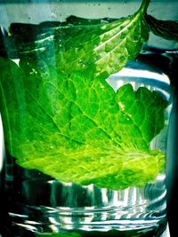 Close-up of leaf in water