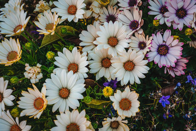 Close-up of white daisy flowers