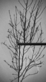 Shadow of tree on wall