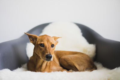 Portrait of brown dog resting on chair