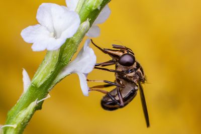 Close-up of insect pollinating on white flower