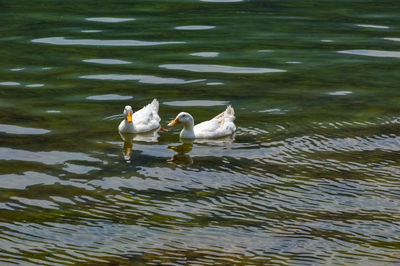 High angle view of ducks swimming in lake