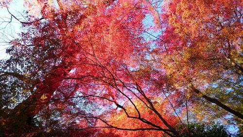 Low angle view of tree during autumn