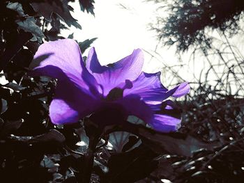 Close-up of purple flower growing on tree against sky