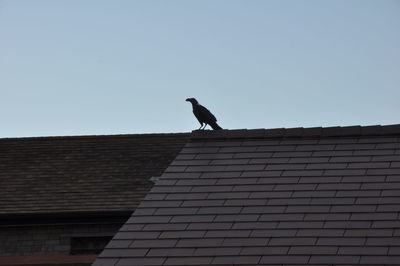 Low angle view of bird perching on roof against clear sky