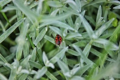 Close-up of ladybug on leaf