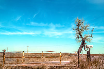 Bare tree on field against sky