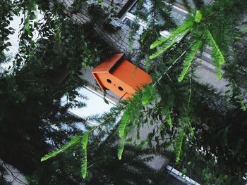 Low angle view of plants against trees