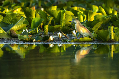 Bird on leaf in lake