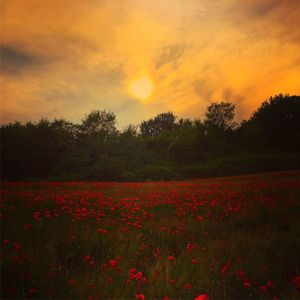Scenic view of poppy field against sky during sunset