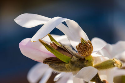 Close-up of white flowering plant