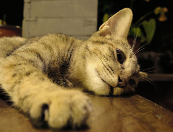 Close-up of cat sleeping