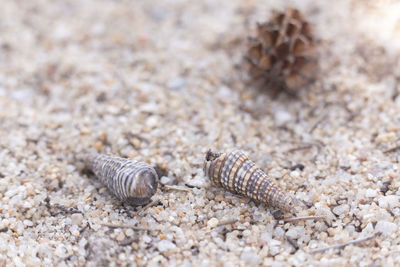 Close-up of shell on sand