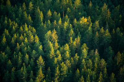 A beautiful view from the above to the forest in summer morning. aero photography of the wild woods.