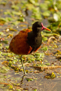 Close-up of a duck on field