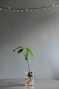 Close-up of potted plant on table