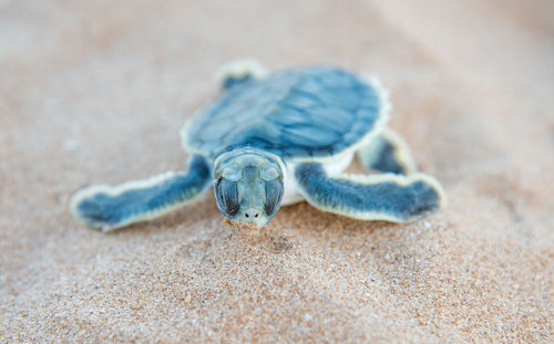 High angle view of a turtle on beach