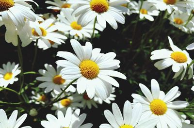 Close-up of white flowers blooming outdoors