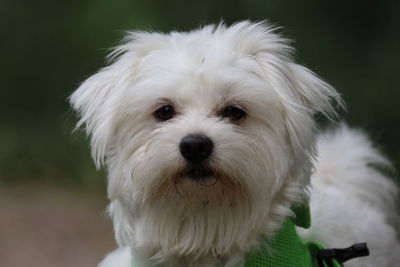 Close-up portrait of white dog