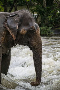 Side view of elephant in river at zoo