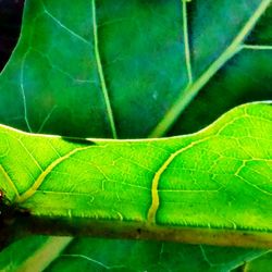 Close-up of leaves