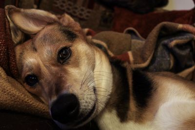 Close-up portrait of dog at home