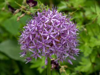 Close-up of purple flowering plant