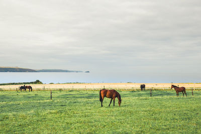 Horses grazing on field against sky