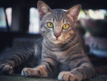 Close-up portrait of tabby cat