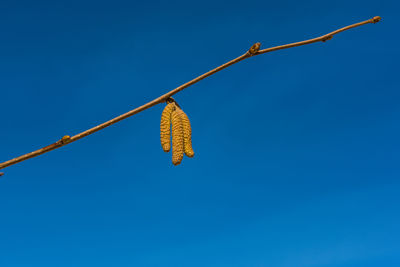 Low angle view of plant against clear blue sky