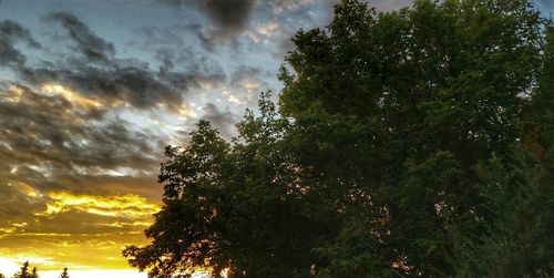 Low angle view of trees against cloudy sky