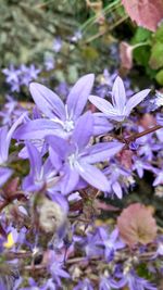 Close-up of flowers blooming on tree