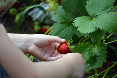 Close-up of hand holding strawberry